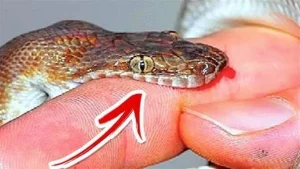 تفسير حلم لدغه الحيه للعزباء