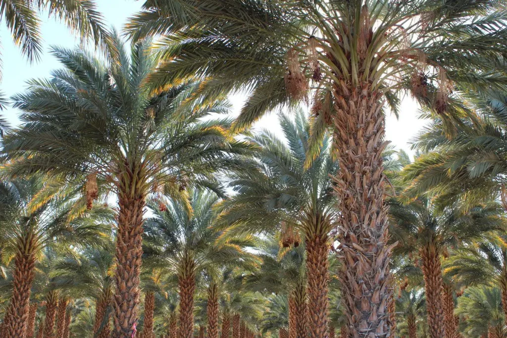 زرع النخلة في المنام