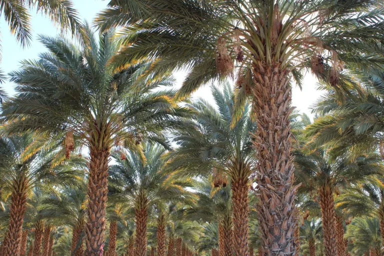 زرع النخلة في المنام